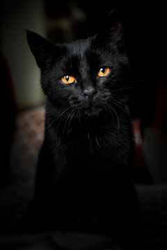 Portrait of black domestic cat