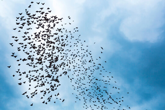 Georgia, Low angle view of flock of birds flying against sky