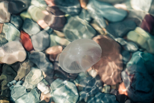 Underwater view of jellyfish swimming in clear waters of Black Sea