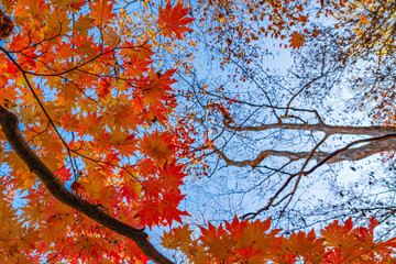 【栃木県】紅葉時期の龍王峡