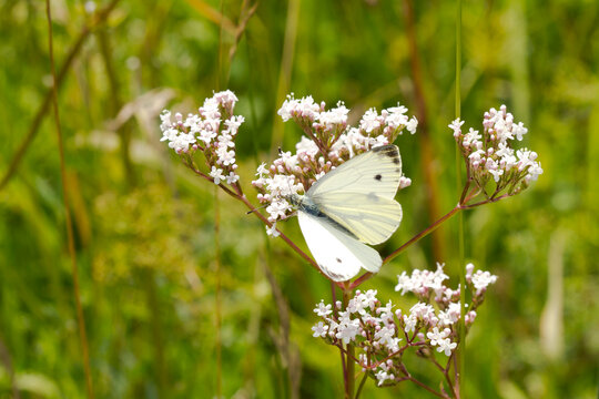 Germany, Close-up of large white (Pieris brassicae) perching on wildflower