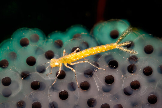 Underwater view of yellow insect crawling on tadpoles