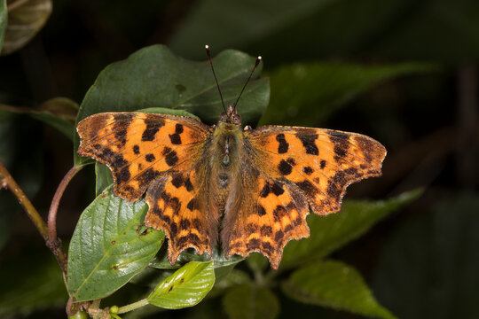 Close up of comma (Polygonia c-album) butterfly
