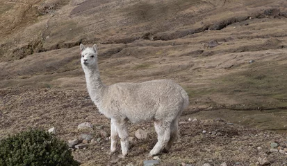 Aluminium Prints Lama Llama in the Peruvian puna