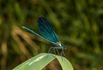 Beautiful demoiselle (Calopteryx virgo) perching on leaf