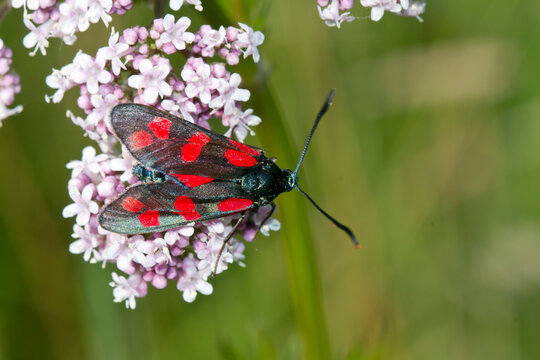 Germany, Close-up of five-spot burnet (Zygaena trifolii) perching on blooming wildflowers