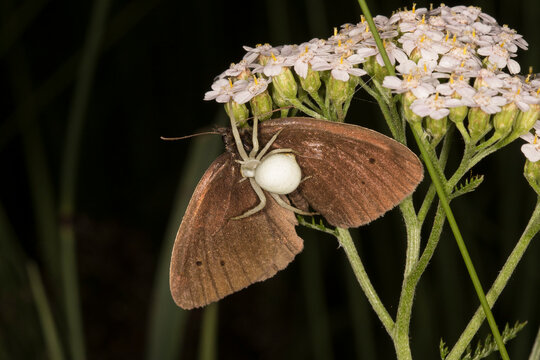 Goldenrod crab spider (Misumena vatia) crawling on top of caught ringlet butterfly (Aphantopus hyperantus)
