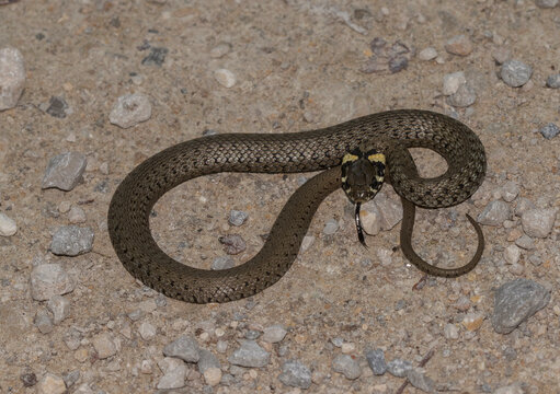 Portrait of grass snake (Natrix natrix)
