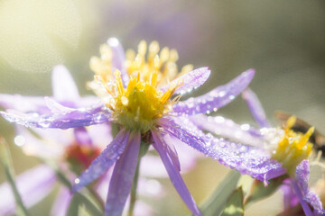 水滴が反射してキラキラ光る花のアップ