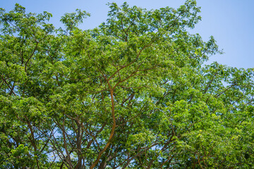 Fototapeta premium green foliage of the trees with a blue sky. beautiful scenery on a sunny day for a background element.