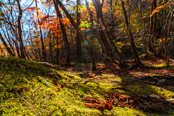 【栃木県】紅葉時期の龍王峡