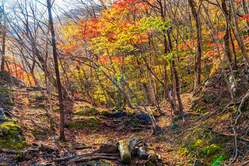 【栃木県】紅葉時期の龍王峡