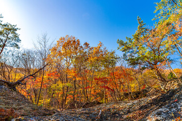 Obraz premium 【栃木県】紅葉時期の龍王峡