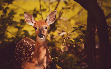 Baby deer resting in the forest
