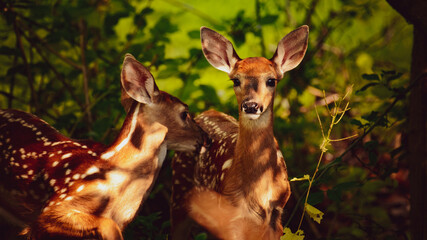Two baby deer resting in the forest