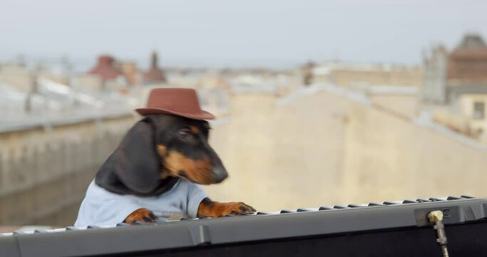 Funny dachshund dog in hat plays contemporary synthesizer keyboard dancing while performs ON building roof at music concert closeup