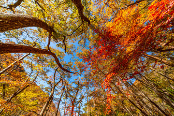【栃木県】紅葉時期の龍王峡