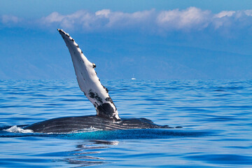 Humpback whale leisurely lying on its side with its pectoral fin stretched out