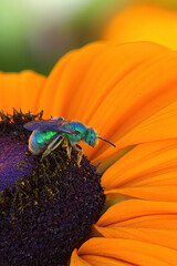 Bright, shiny metallic looking sweat bee on a bright yellow flower.