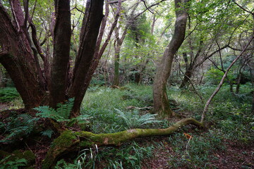a flourishing summer forest