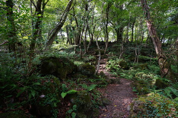 a deep forest with a path