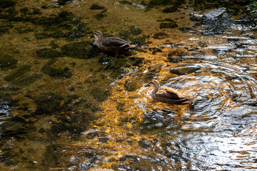 夕方の川の浅瀬を泳ぐ二羽のカルガモ