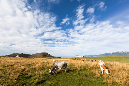 Italy, Verona, Lessinia, Herd of cows grazing in field