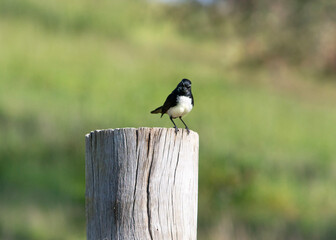 Willy wagtail (Rhipidura leucophrys) perched on a fence post looking quizzical 