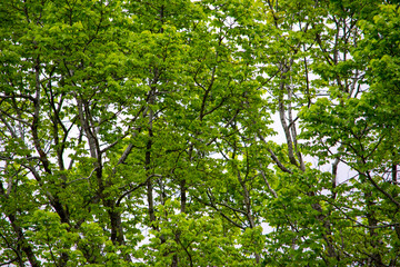 Green leaves in the sun