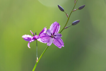 Close-up of an Australian chocolate lily (Arthropodium strictum)