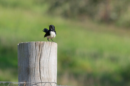 Chatty Willy wagtail (Rhipidura leucophrys) perched on a fence post stock photo