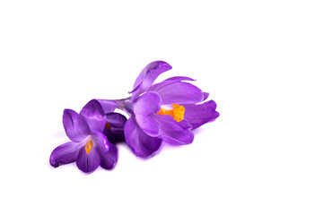 purple crocus on white background. Fresh spring flowers. - Powered by Adobe