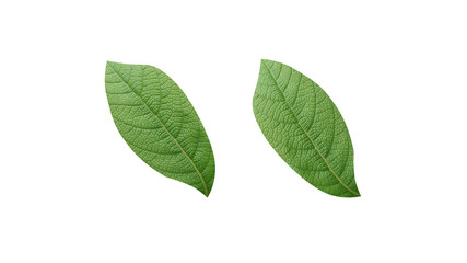Two green leaves isolated on white background for design or illustration.