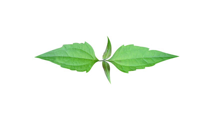 Isolated green leaves on a white background with Clipping path