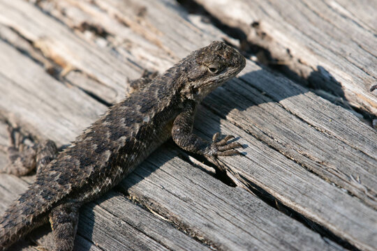 A closeup of a western fence lizard (Sceloporus occidentalis), specifically the coast range fence lizard (Sceloporus occidentalis boucourtii), turning towards the camera, on a weathered wood surface.