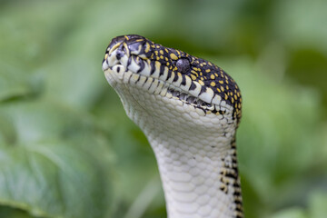Fototapeta premium Australian Diamond Python with head raised showing scalation and labial heat sensing pits