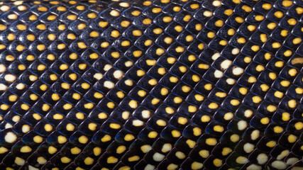 Snake scales from an Australian Diamond Python