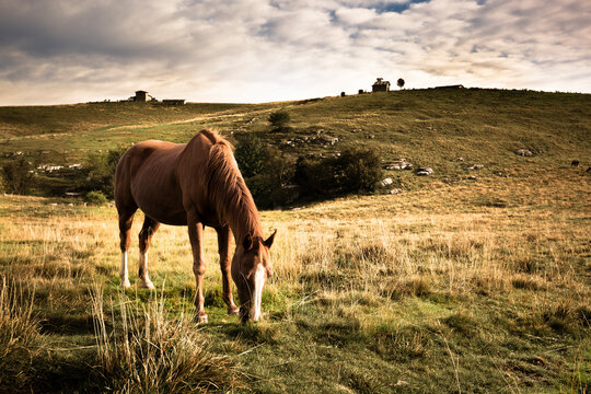 Italy, Verona, Lessinia, Horse grazing in field