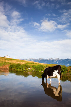 Italy, Verona, Lessinia, Herd of cows grazing in field
