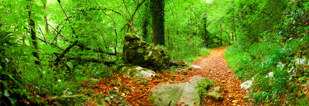 Italy, Trentino Alto Adige, Footpath in forest