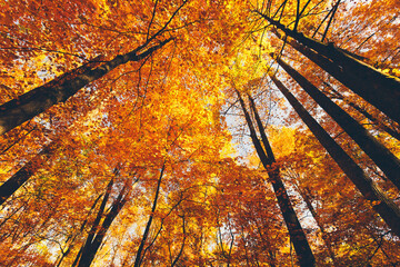 USA, Tennessee, Canopies of yellow forest trees in autumn