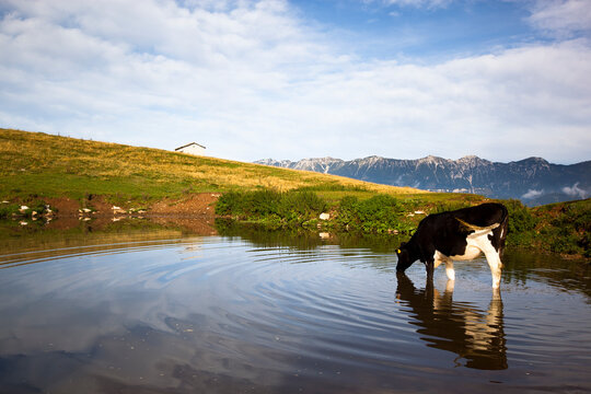 Italy, Verona, Lessinia, Cows drinking from pond in field