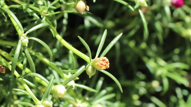 Young orange flower and green buds of Portulaca grandiflora, also called rose moss or moss-rose purslane, beautifully swaying in the gentle breeze.