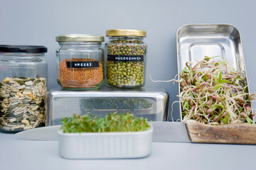 Preserving jars with grain, mung sprouts and cress, home grown sprouts