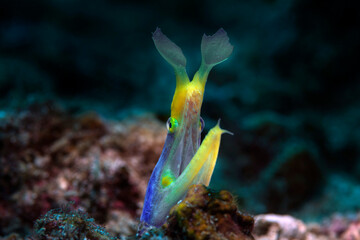 Blue Ribbon eel