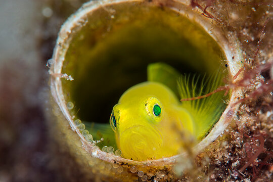「ピグミー」の画像 16,852 件の Stock 写真、ベクターおよびビデオ Adobe Stock