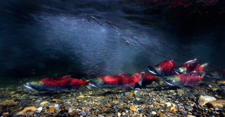 California, British Columbia, Adams River, Sockeye salmons, Oncorhynchus nerka