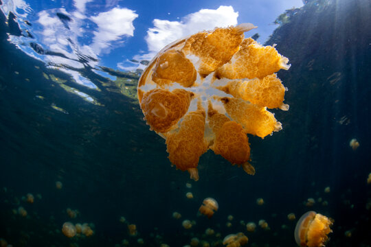 Palau, Eil Malk island, Jellyfish in Jellyfish Lake