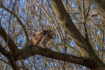 A Red-tailed Hawk perched in a tree in a forest.  