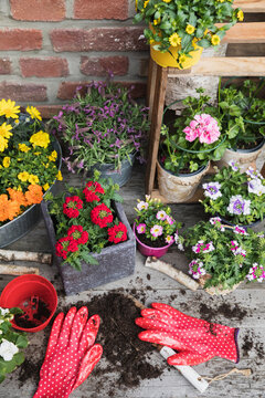 Colorful freshly potted summer flowers